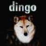 dingo